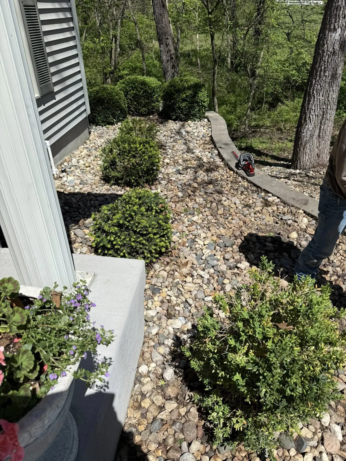 Rock landscape bed with shaped boxwood bushes and ornamental trimming
